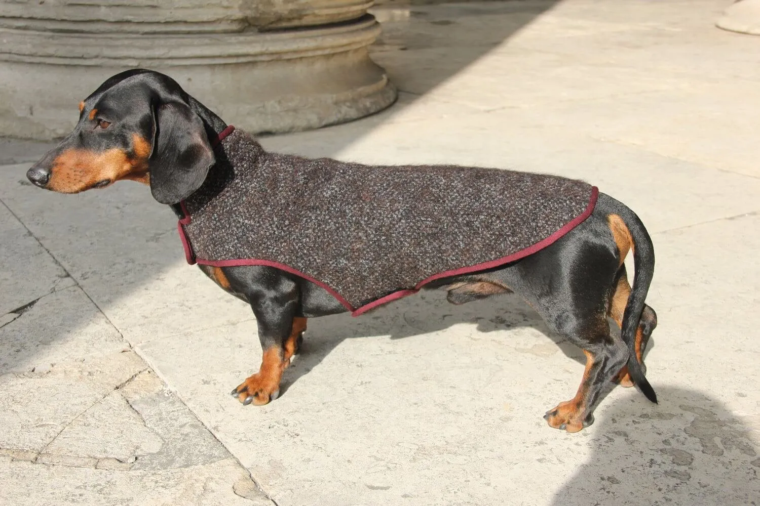 Dachshund coat Pollock