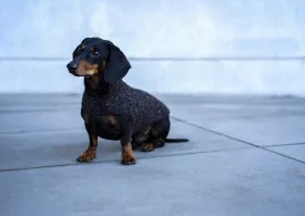 Dachshund coat Pollock