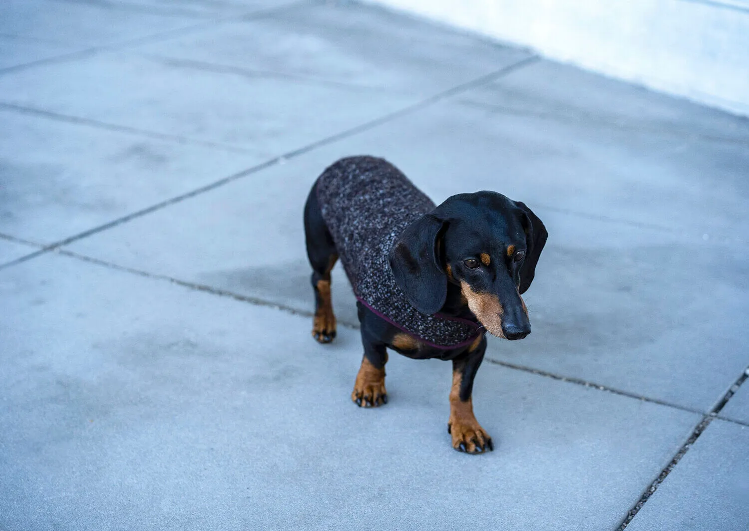Dachshund coat Pollock