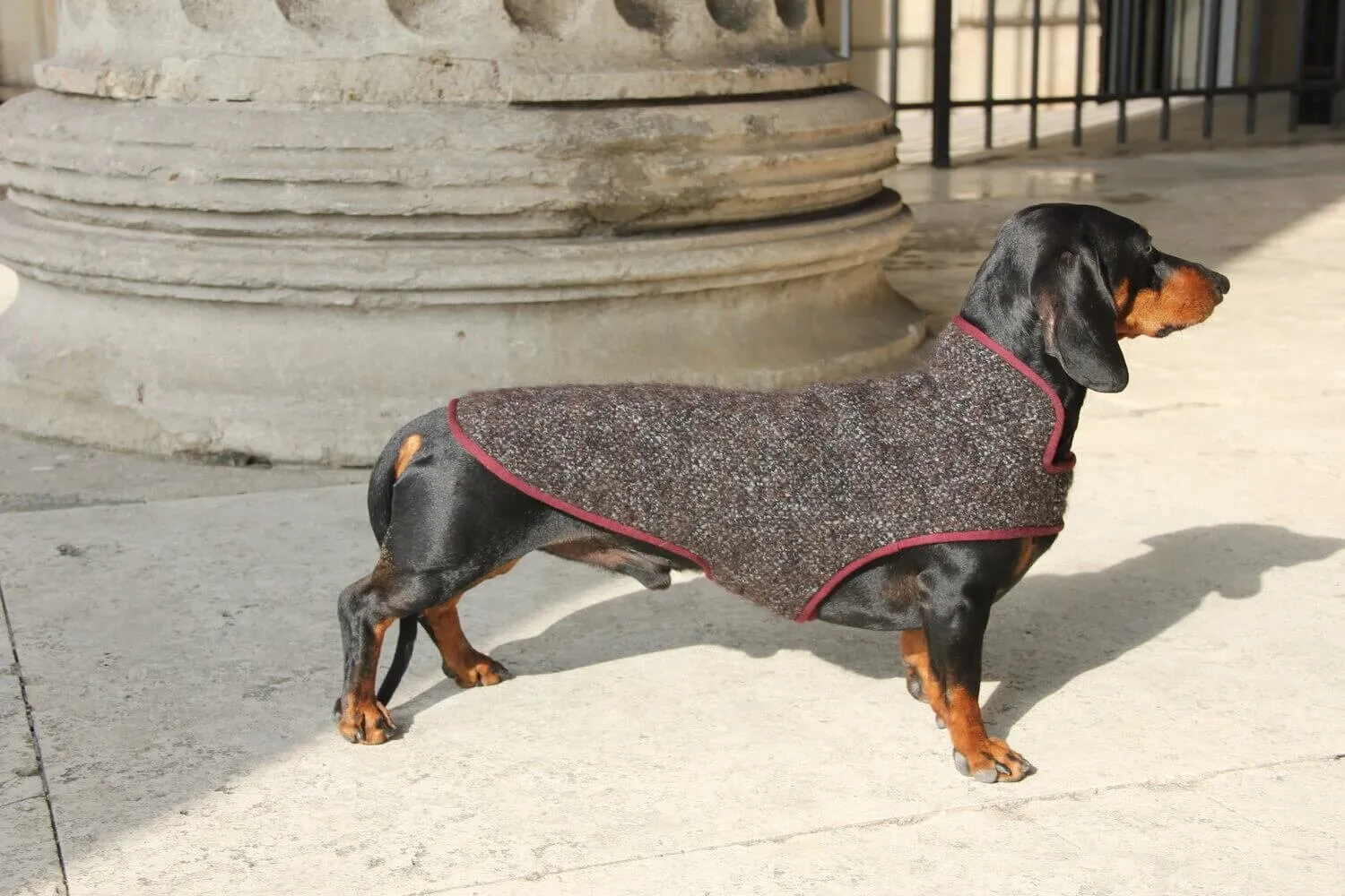 Dachshund coat Pollock