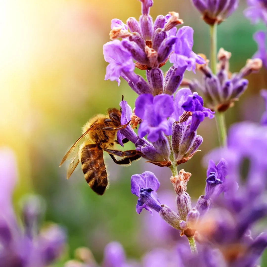 Small Batch Raw Honey